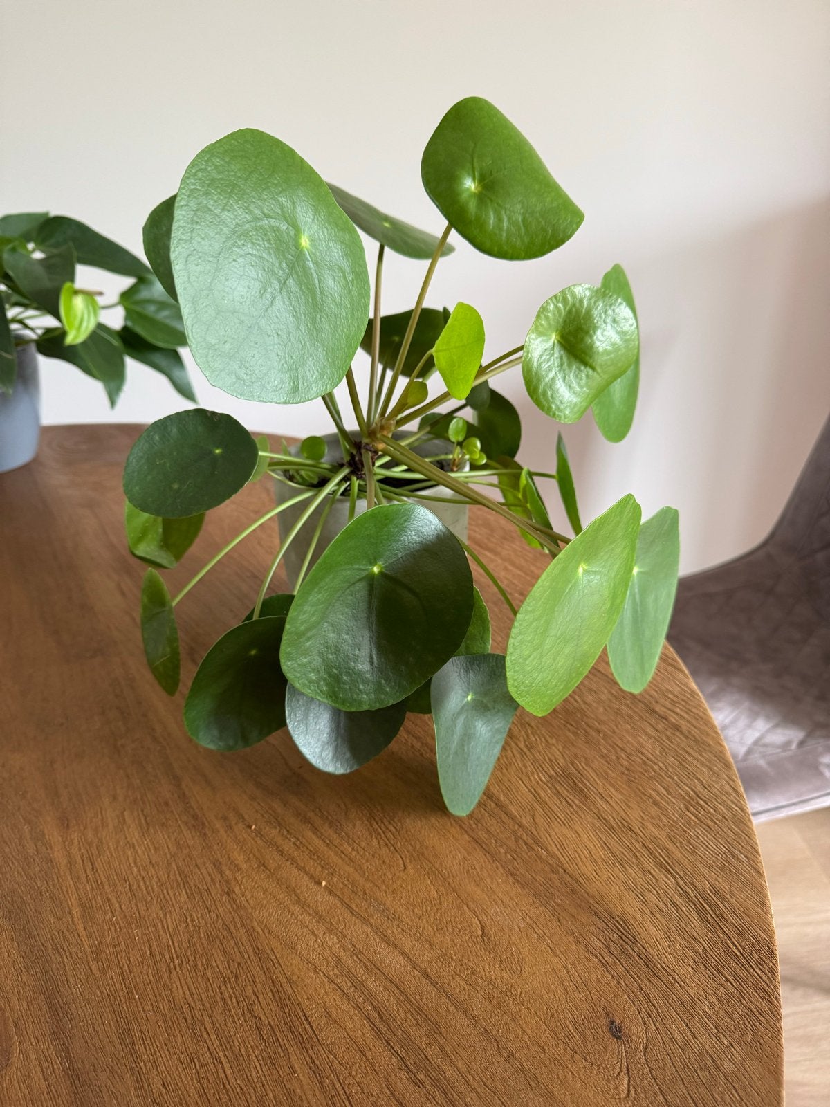 Pannenkoekenplant (Pilea Peperomioides) met 2 stekjes, Ophalen, Overige soorten, Halfschaduw, Minder dan 100 cm