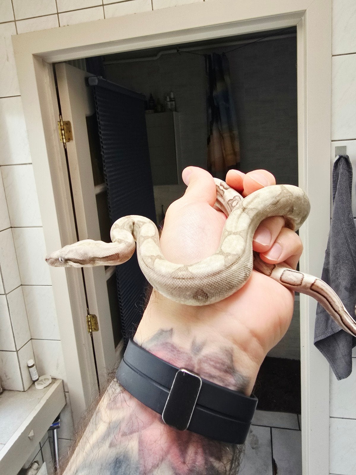 boa constrictor imperator 
50% vpi snow
Nakweek 2026

Dit is Boa Constrictor photo 8