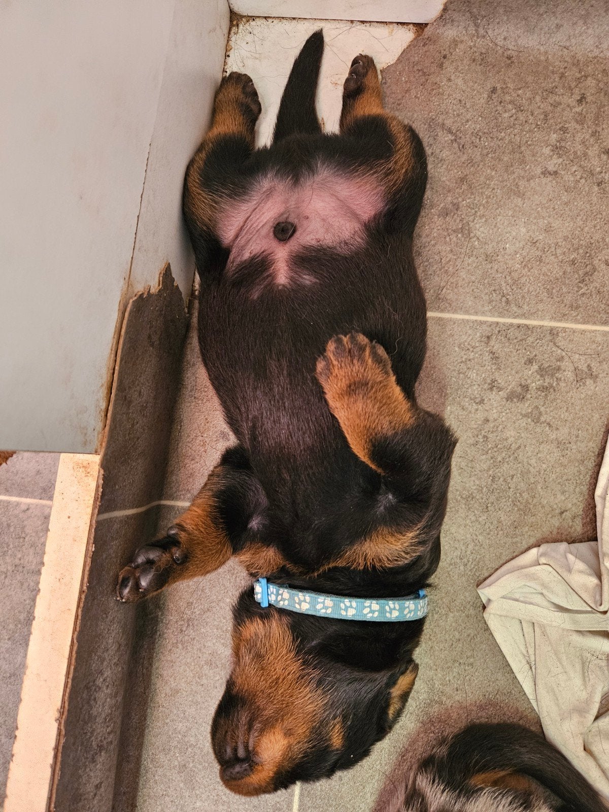 Beauceron pups met stamboom, Parvo, Reu, 8 tot 15 weken, Eén hond