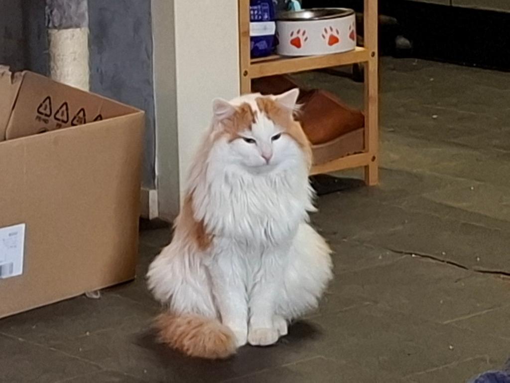 Maine coon x ragdoll kater, Kater, Ontwormd, 0 tot 2 jaar