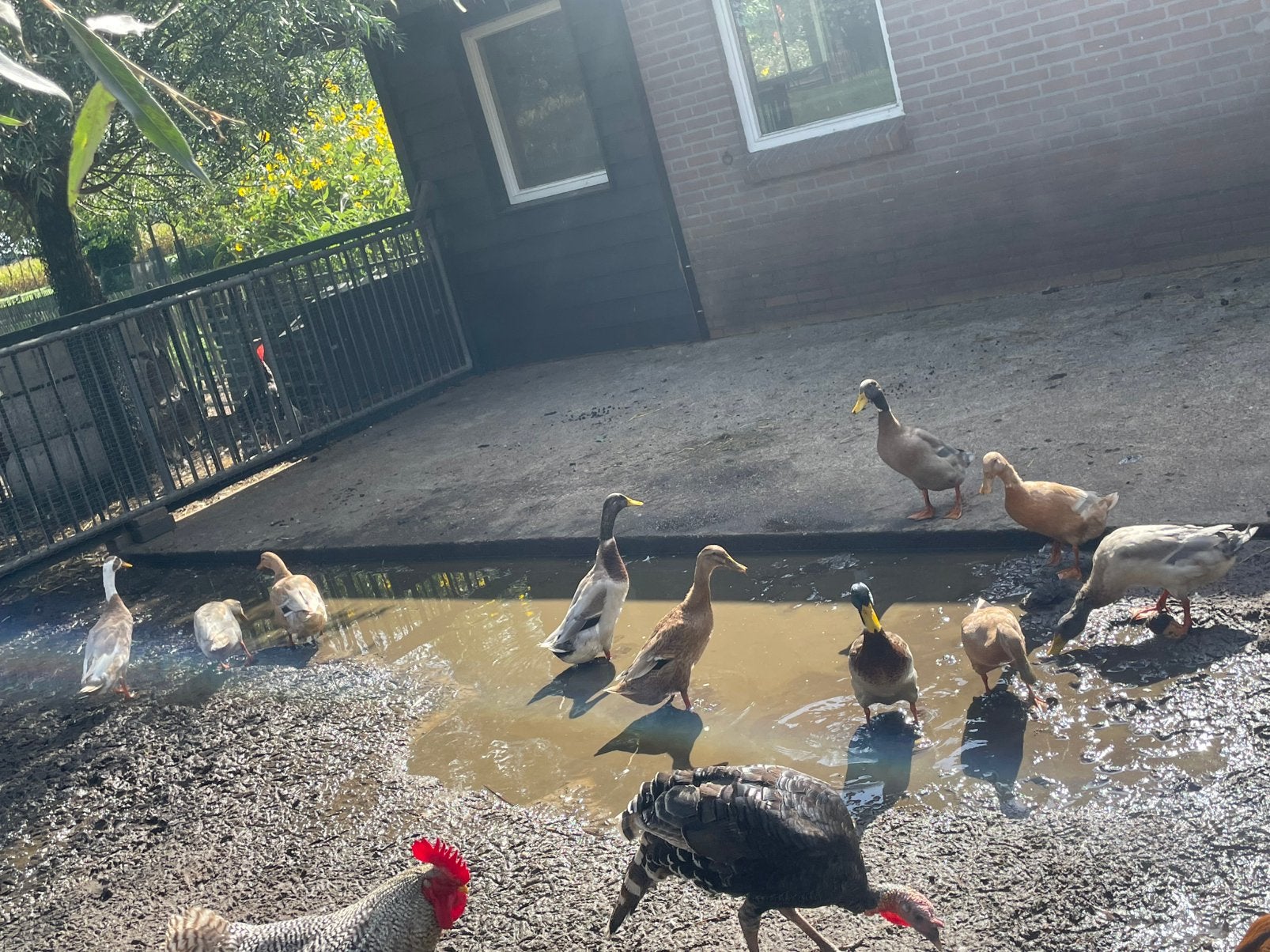 Vrouwtjes loopeenden, Vrouwelijk, Eend