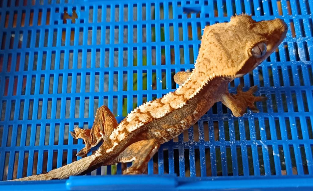 Wimpergekko jong 2025 harlequin Crested Gecko - unknown for sale from Sabrina