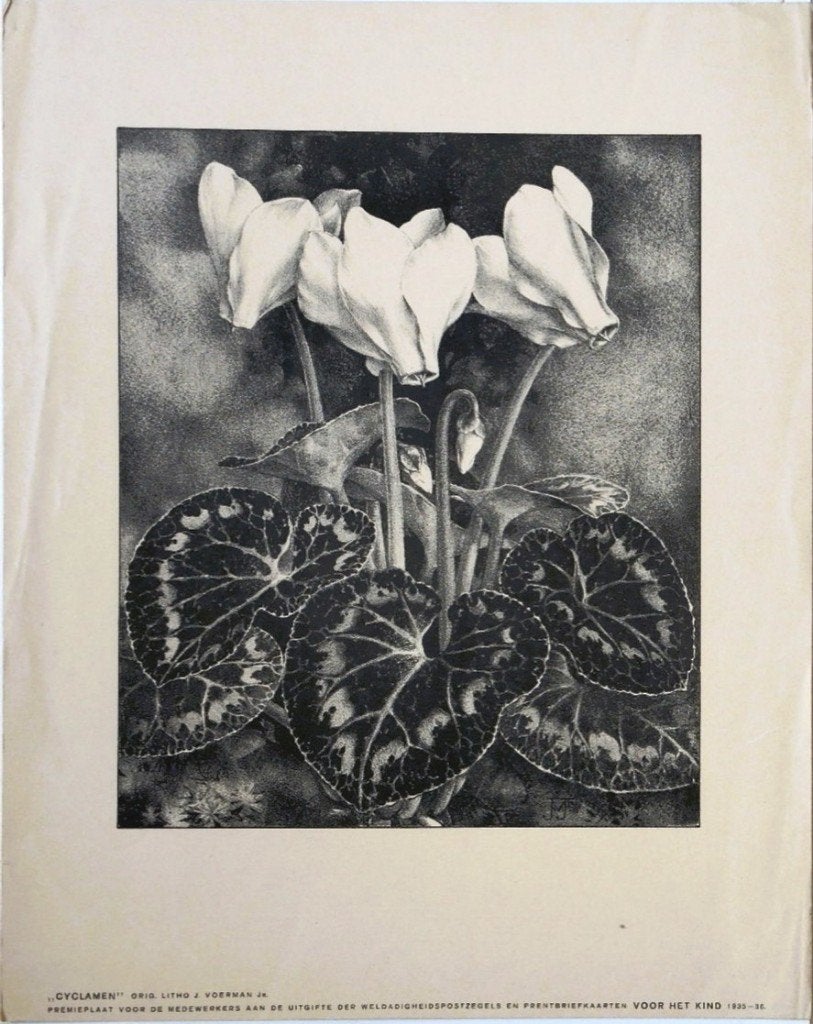 Jan Voerman Jr. litho "Cyclamen", 1935, premieplaat, Ophalen, Minder dan 50 cm, Gebruikt, Oorspronkelijke maker
