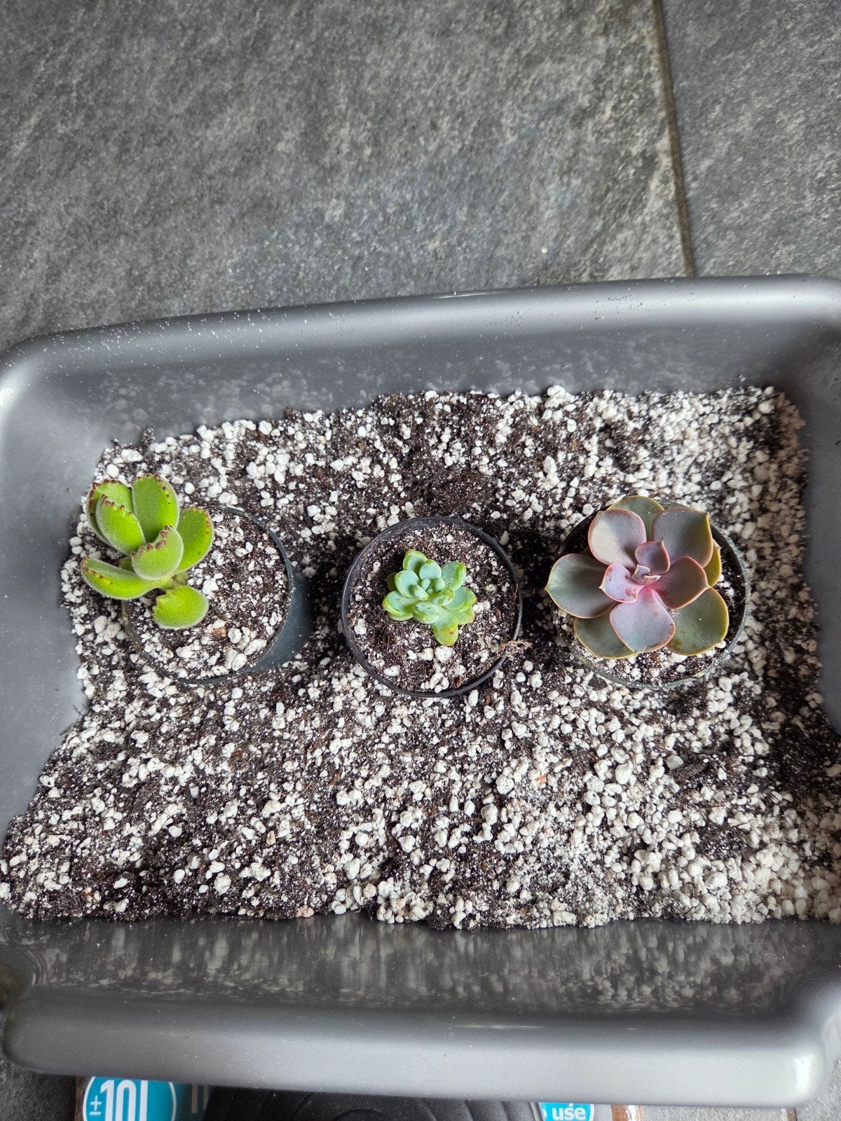1L Premium Succulenten & Cactus Grondmix, Ophalen of Verzenden, Volle zon, Minder dan 100 cm