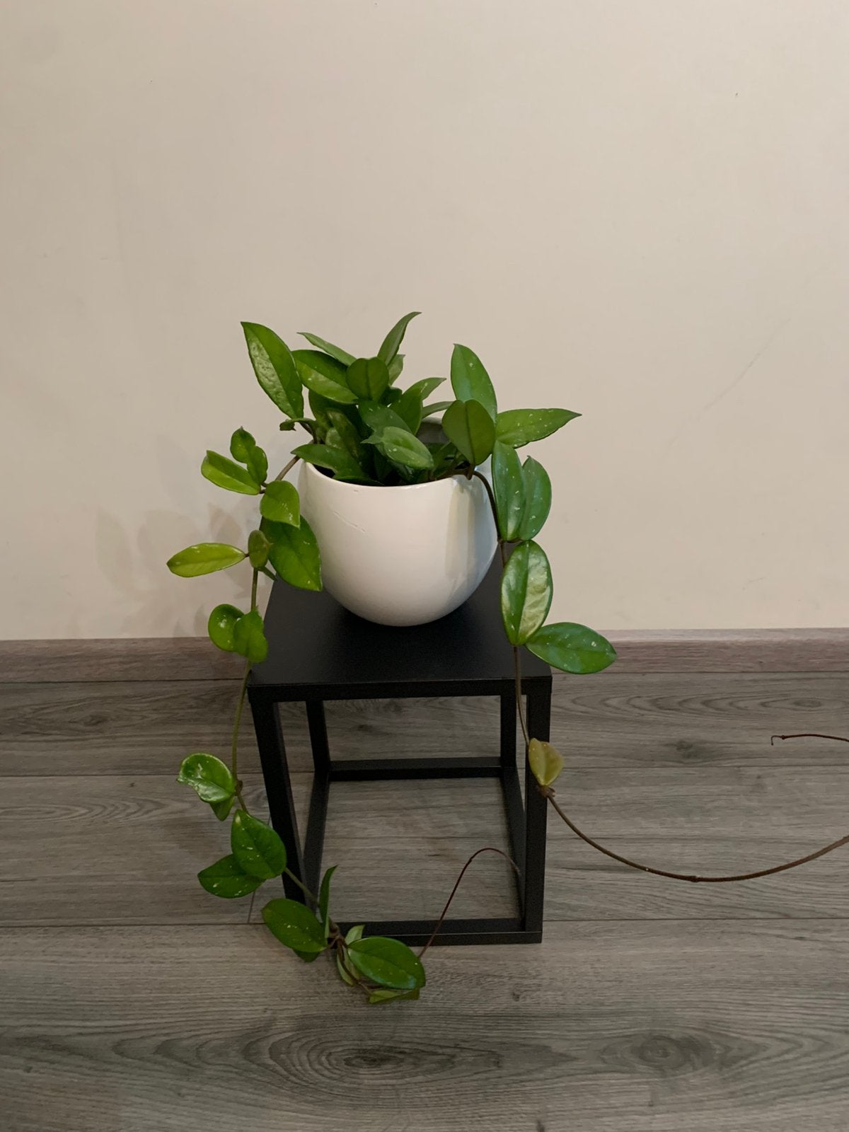 Hangplant, Huis en Inrichting, Kamerplanten, Ophalen of Verzenden