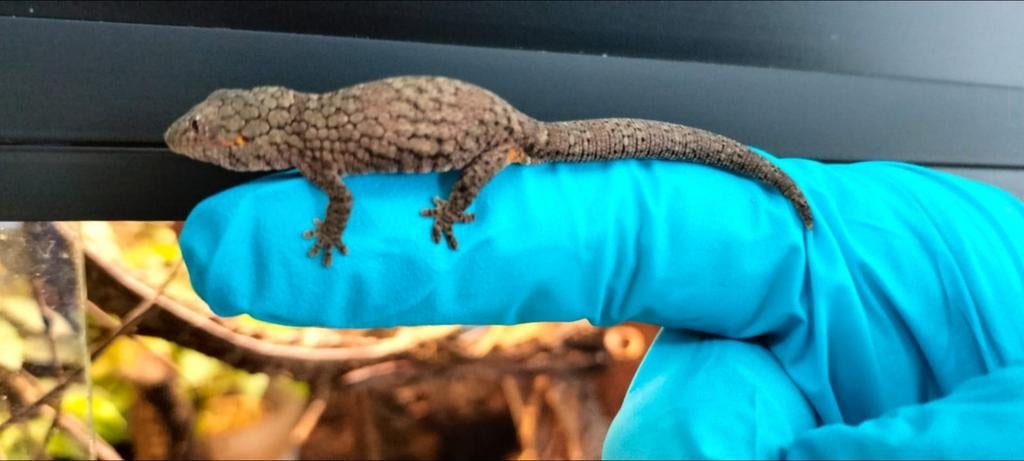 Kameleon Gekko/Eurydactylodes occidentalis, Hagedis, 0 tot 2 jaar