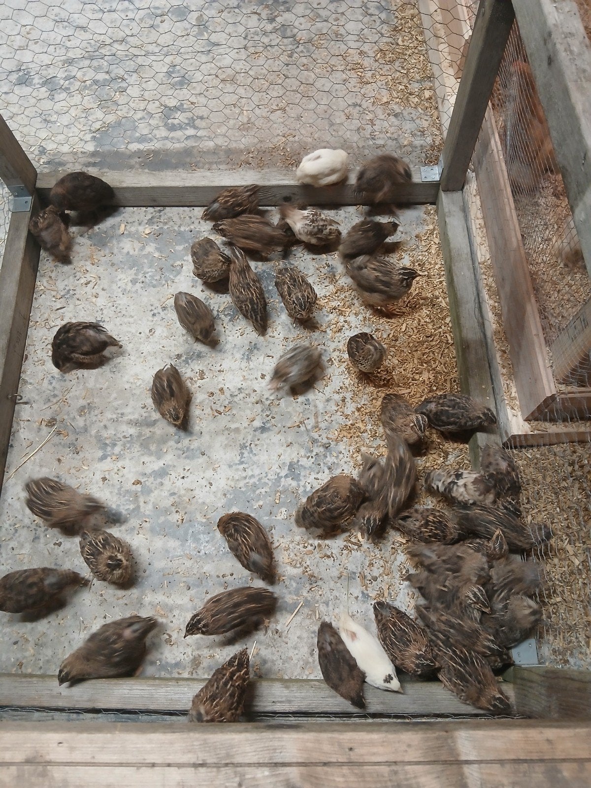 Japanse kwartels, Dieren en Toebehoren, Mannelijk, Overige soorten