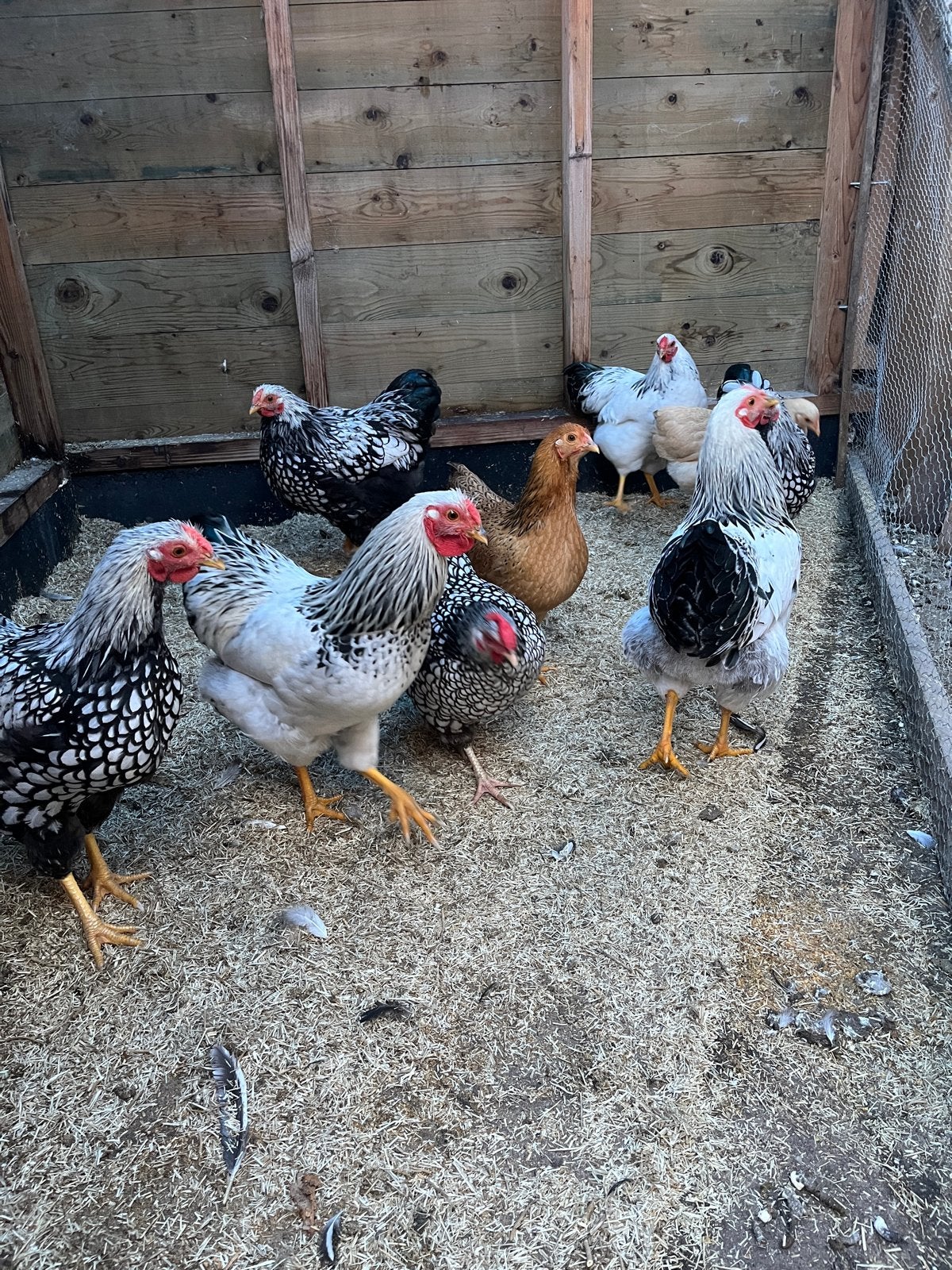 Wyandotte hanen gratis!, Dieren en Toebehoren, Mannelijk, Kip