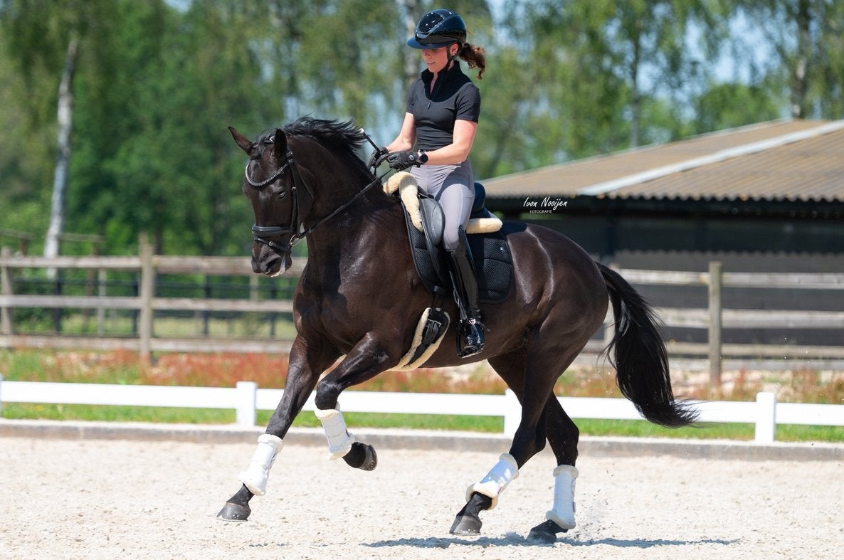 Stal vrij voor: zadelmak maken | africhten | corrigeren, Diensten en Vakmensen, Dieren | Paarden | Verzorging, Oppas en Les, Ruiter of Bijrijder