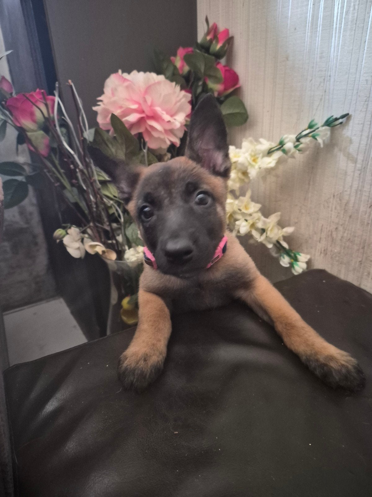 Mechelse herder pup, Ophalen, Zo goed als nieuw
