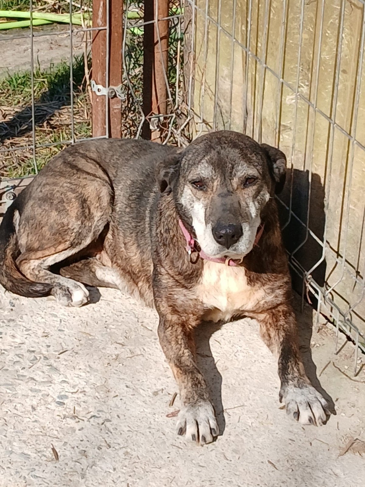 Sally zoekt baasje, Dieren en Toebehoren, 6 jaar of ouder, Particulier, Buitenland, Teef