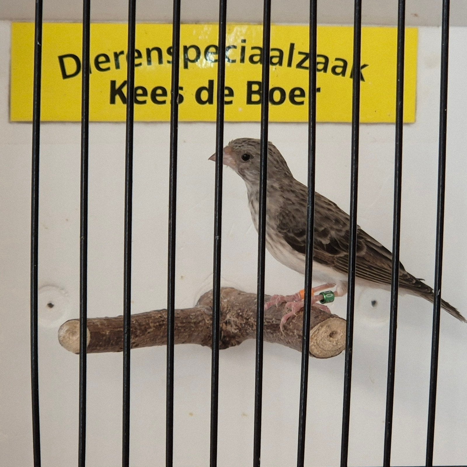 Edelzanger pop, Dieren en Toebehoren, Vrouwelijk, Geringd