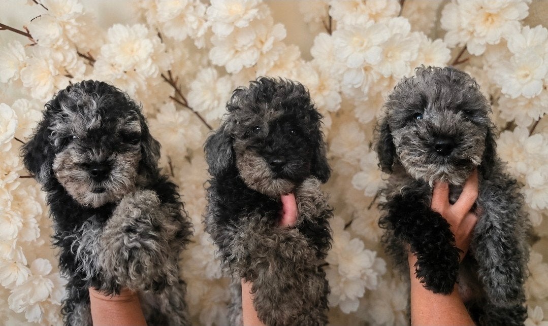 Prachtige cavapoo pups mini doodle poedel, Parvo, Overige rassen, 8 tot 15 weken, Meerdere
