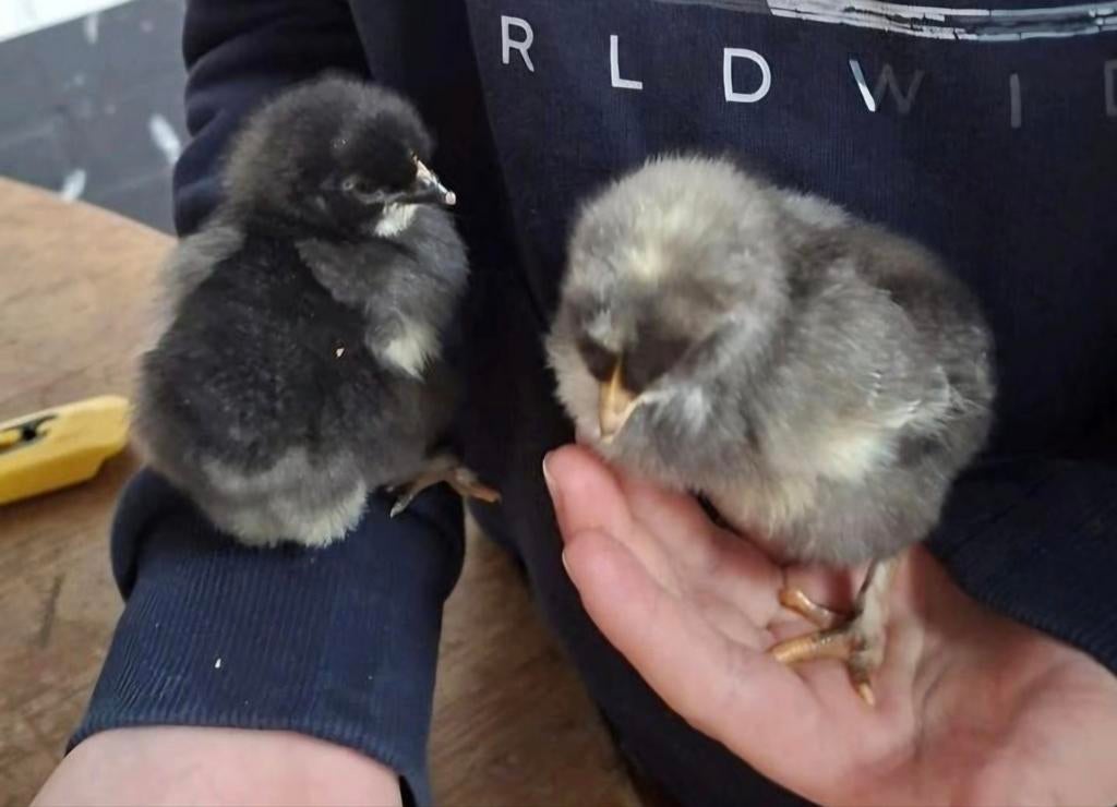 Kruising Aracauna x Marans x Cream legbar haantjes, Dieren en Toebehoren, Meerdere dieren, Kip