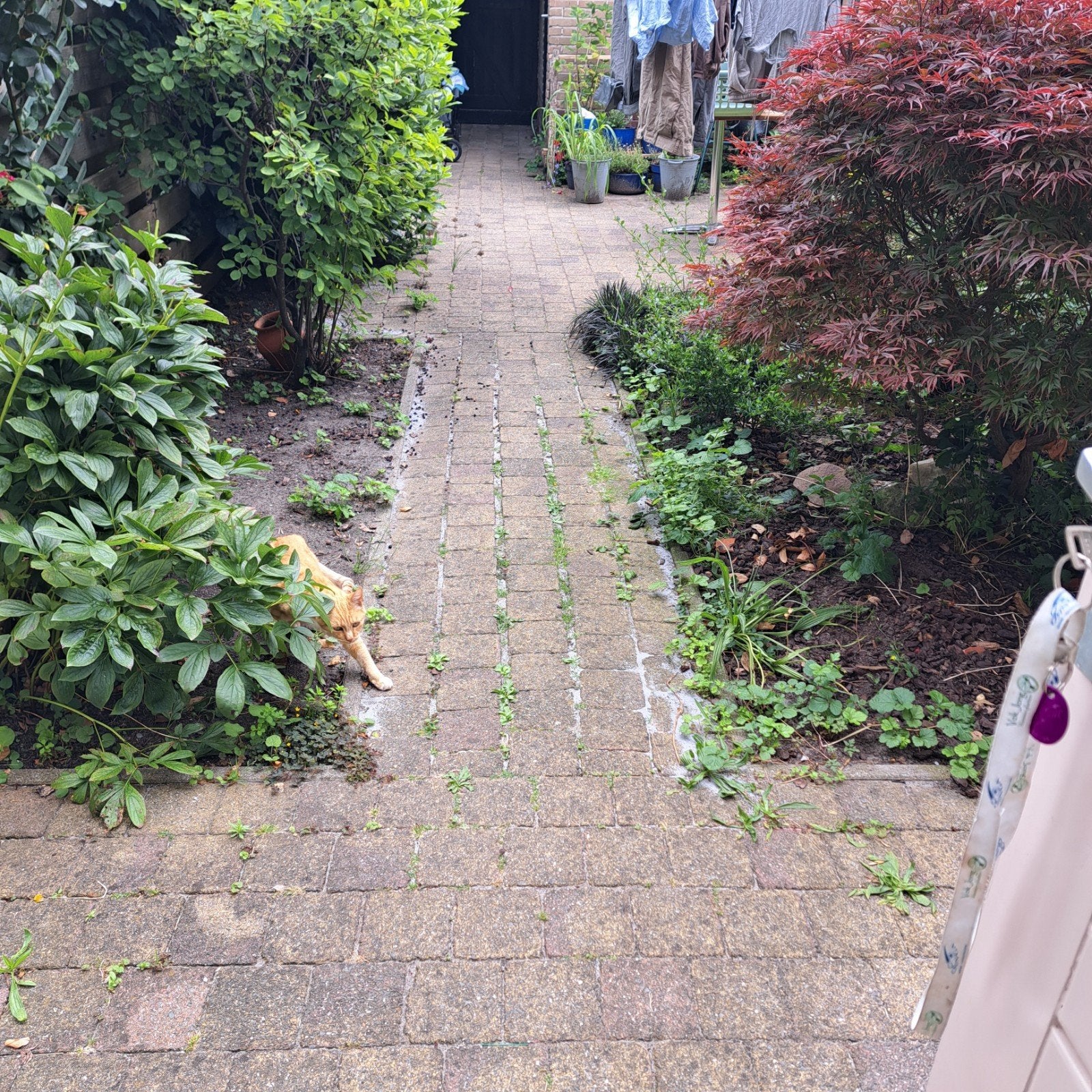 Gratis gebruikte straatstenen 15x15 cm (36 m2), Tuin en Terras, Tegels en Klinkers, Ophalen, Gebruikt, 10 m² of meer, Beton