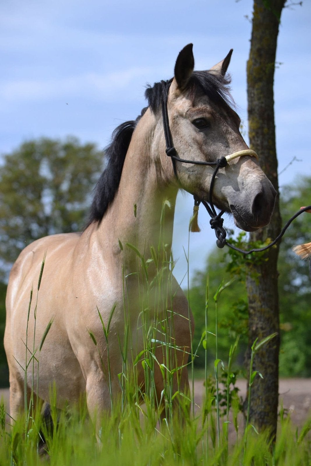 Prachtige valk ruin en mega braaf paard, Gechipt, B, Ruin, 11 jaar of ouder