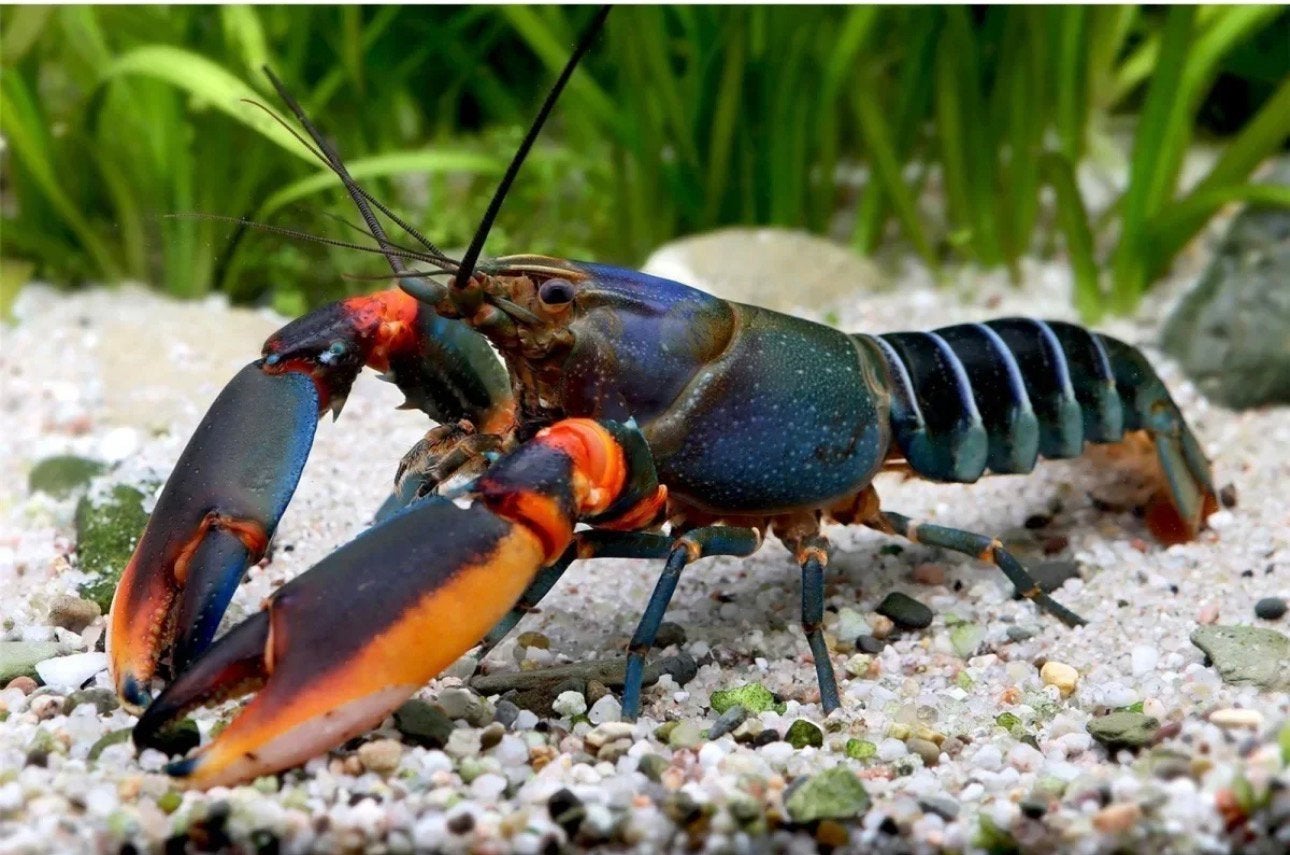 Gezonde jonge Cherax kreeften te koop!