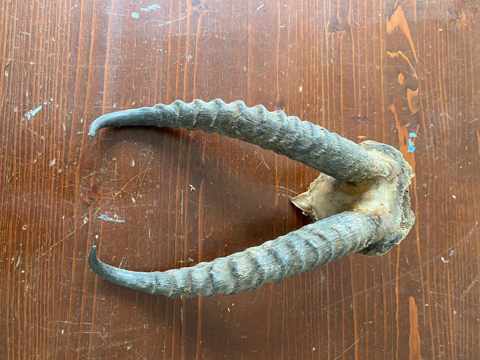 Hoorns,, Ophalen of Verzenden, Gebruikt