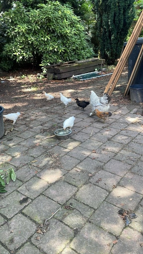 Gratis: kuikens, Dieren en Toebehoren, Pluimvee, Meerdere dieren, Kip