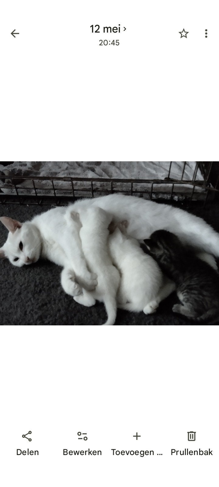 Turkse fan, Dieren en Toebehoren, Katten en Kittens | Overige Katten, Meerdere dieren, Kortharig, 0 tot 2 jaar