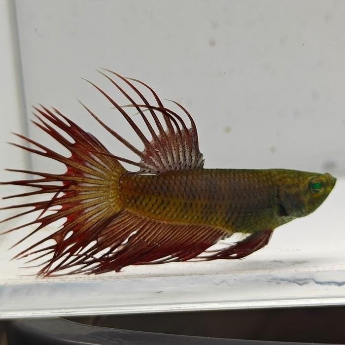Betta splendens man 13, Dieren en Toebehoren, Vis