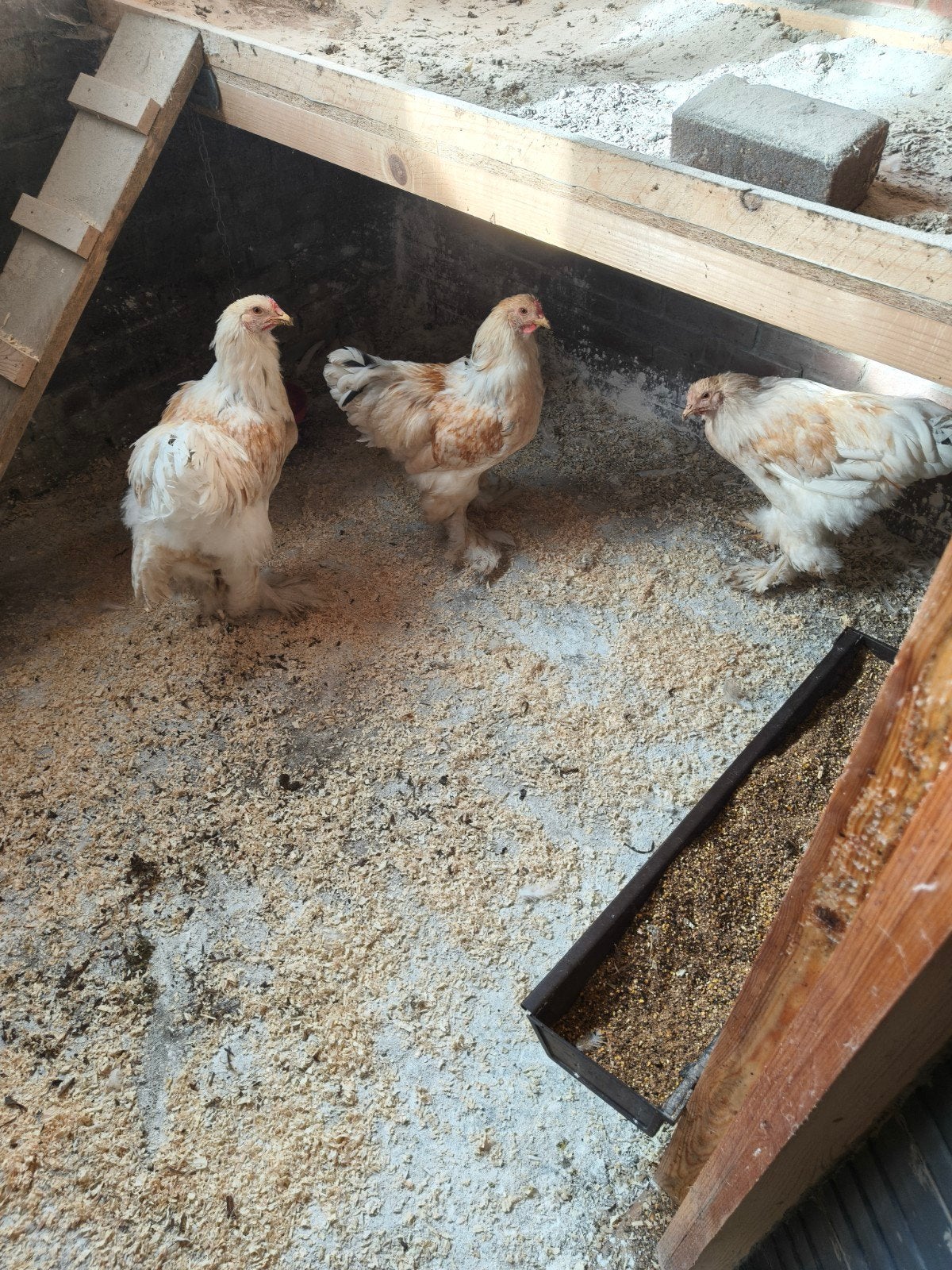 gratis brahma haan 3x groot 5mnd, Dieren en Toebehoren, Mannelijk, Kip