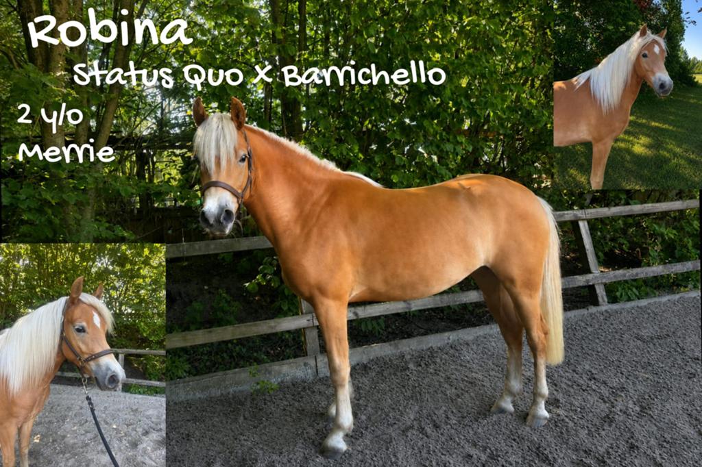 Te koop mooie 2 jarige haflinger merrie, Merrie, Minder dan 160 cm, Met stamboom, Dressuurpaard