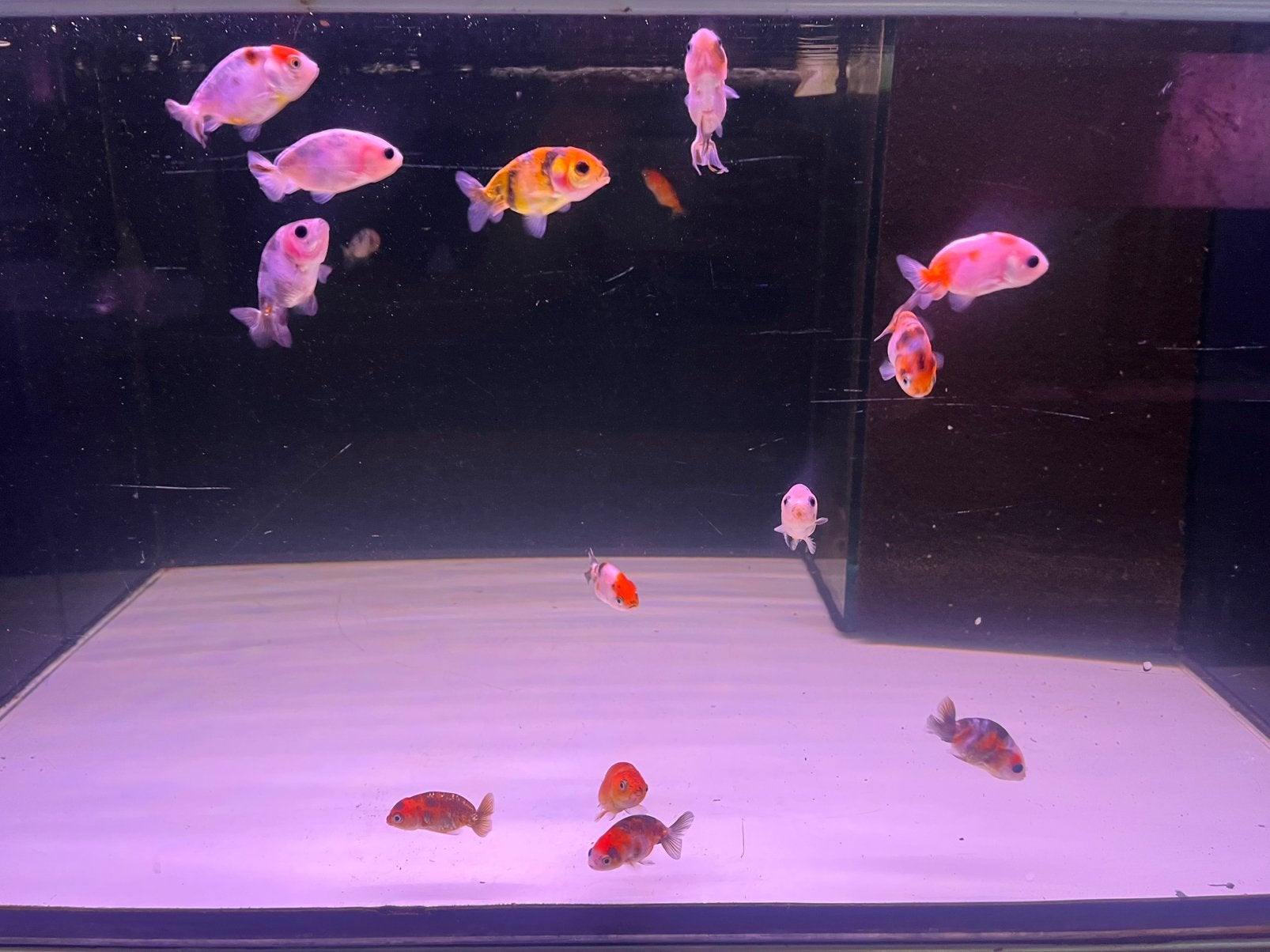 Ranchu Calico, Dieren en Toebehoren, Vissen | Aquariumvissen, Vis
