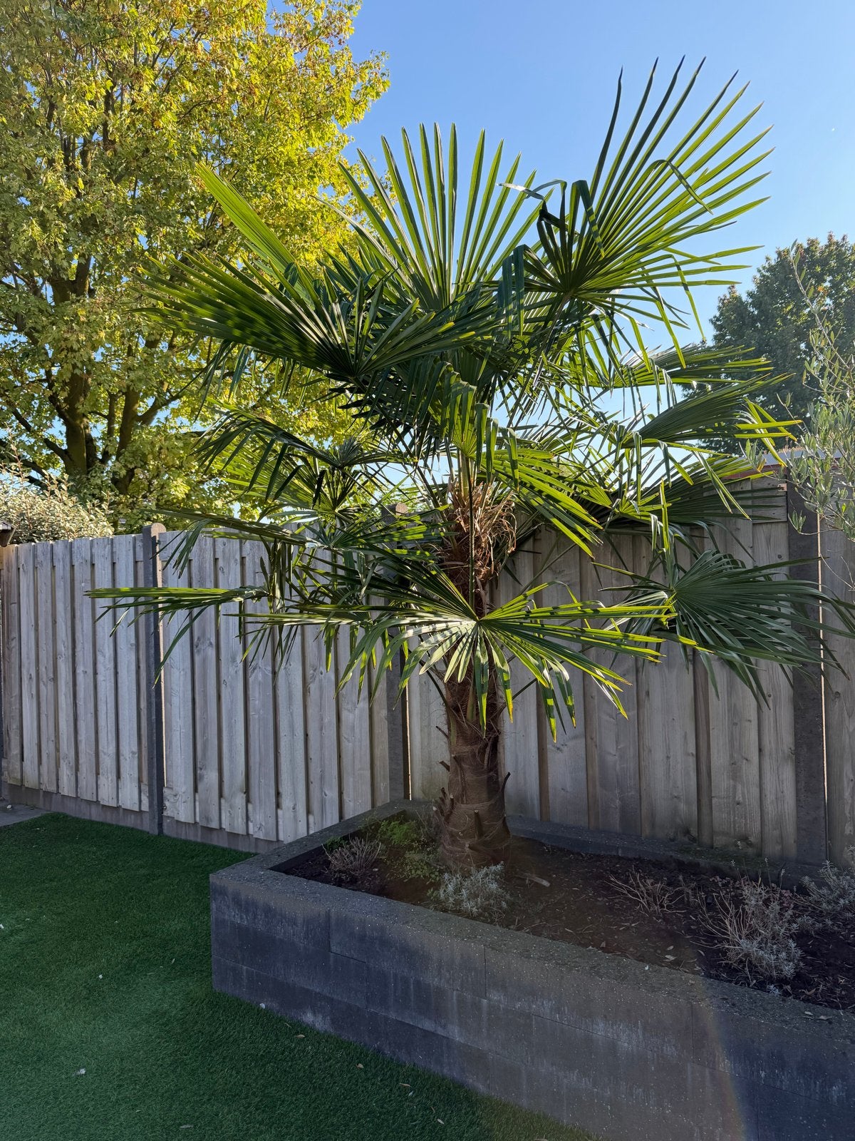 Prachtige Palmboom - Ideaal voor Tuin of Terras, Bloeit niet, 100 tot 250 cm, Palmboom, Ophalen