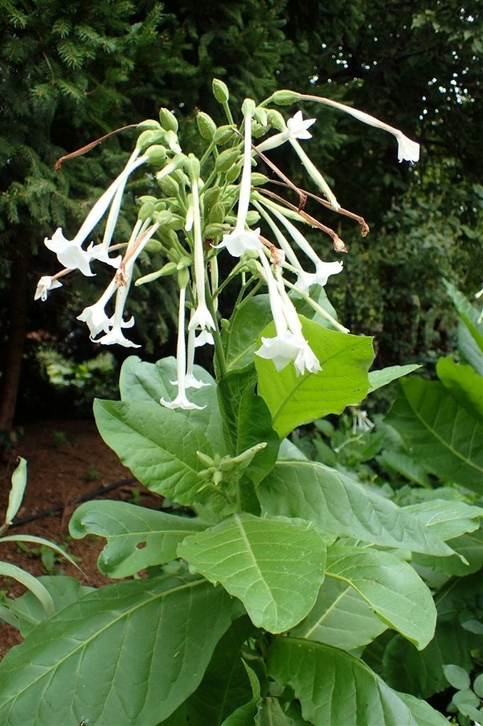 Witte siertabak, nicotiana sylvestris, witte trompettabak, Volle zon, Eenjarig, Zomer, Ophalen