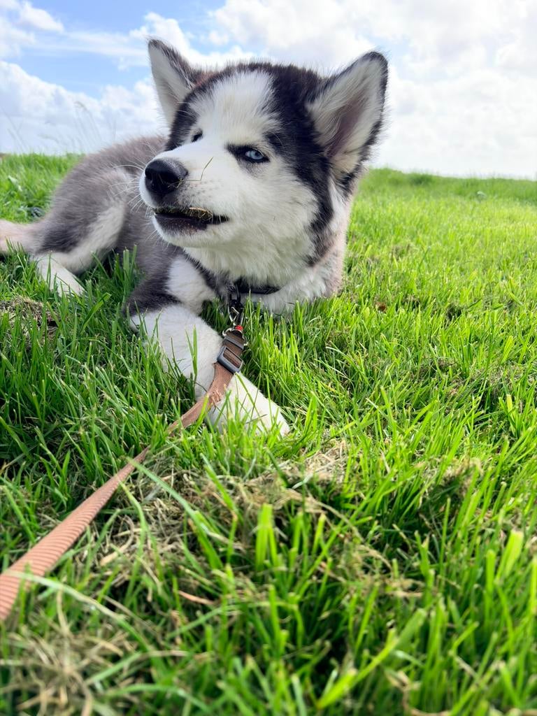 Husky, België, Particulier, 15 weken tot 1 jaar, Parvo