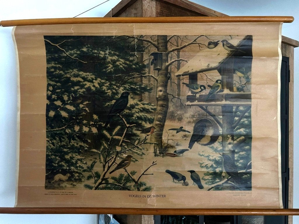 Vogels in de winter, Antiek en Kunst, Antiek | Schoolplaten, Ophalen of Verzenden, Natuur en Biologie