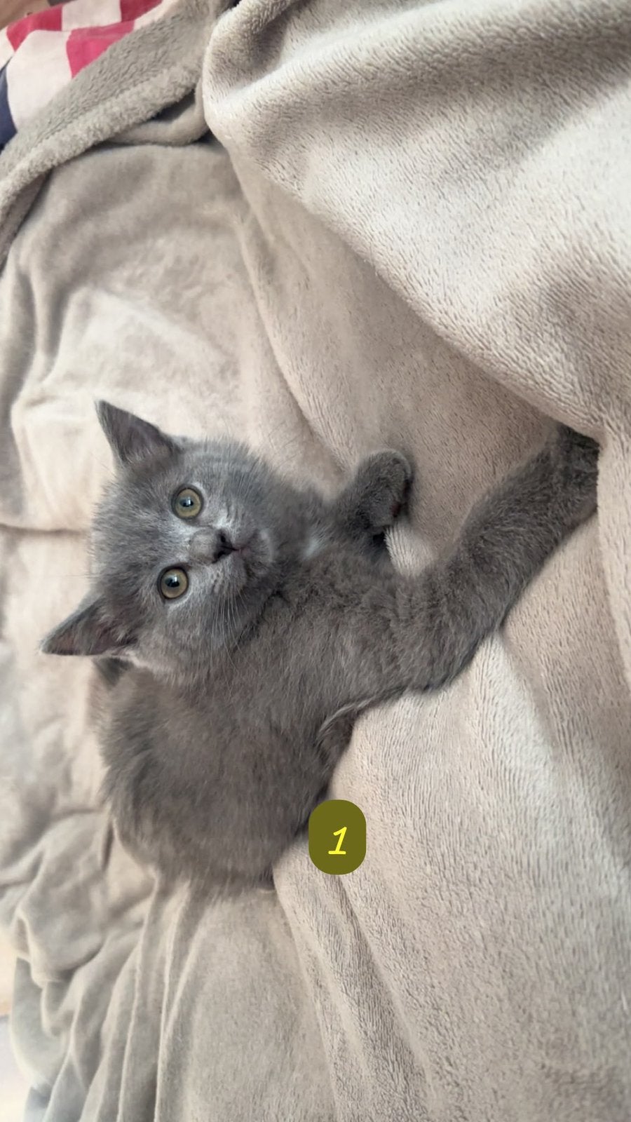 5 Britse korthaar x bluepoint ragdoll kittens, Meerdere dieren, Ontwormd