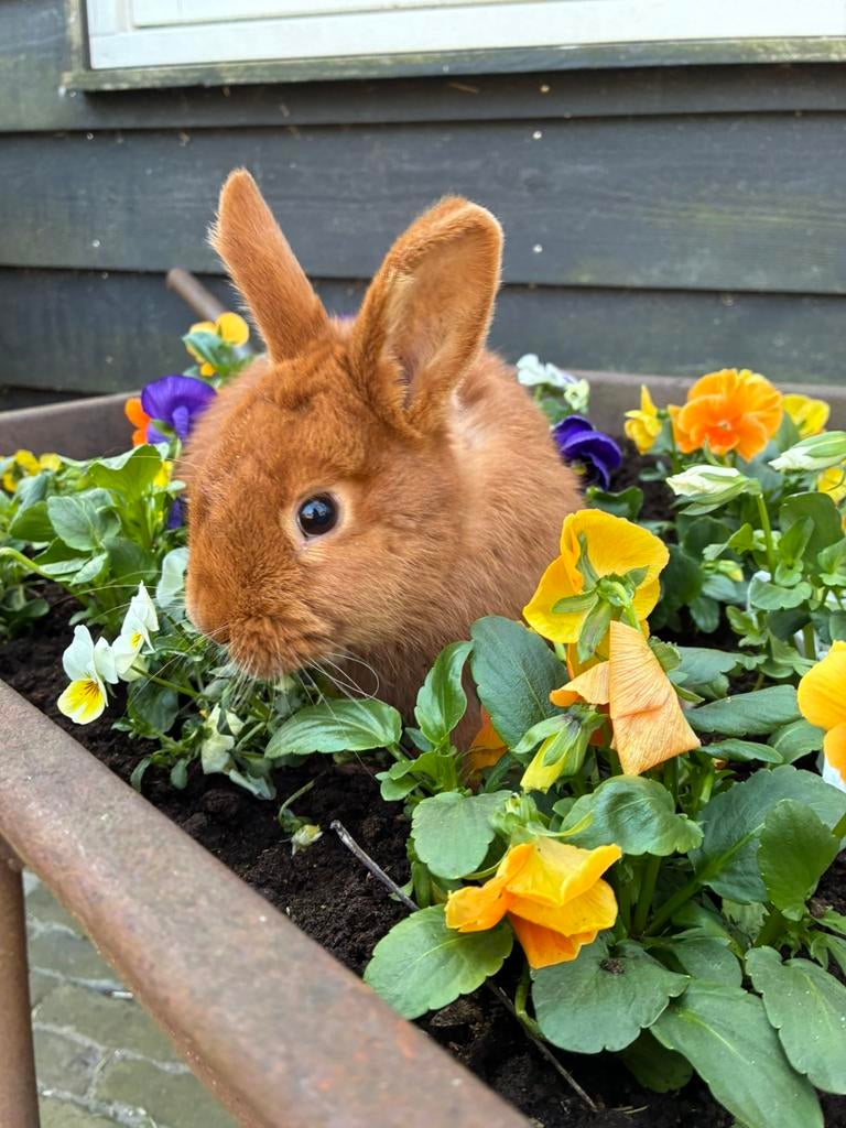 Thrianta konijnen rammen, Dieren en Toebehoren, Konijnen, Mannelijk, Groot