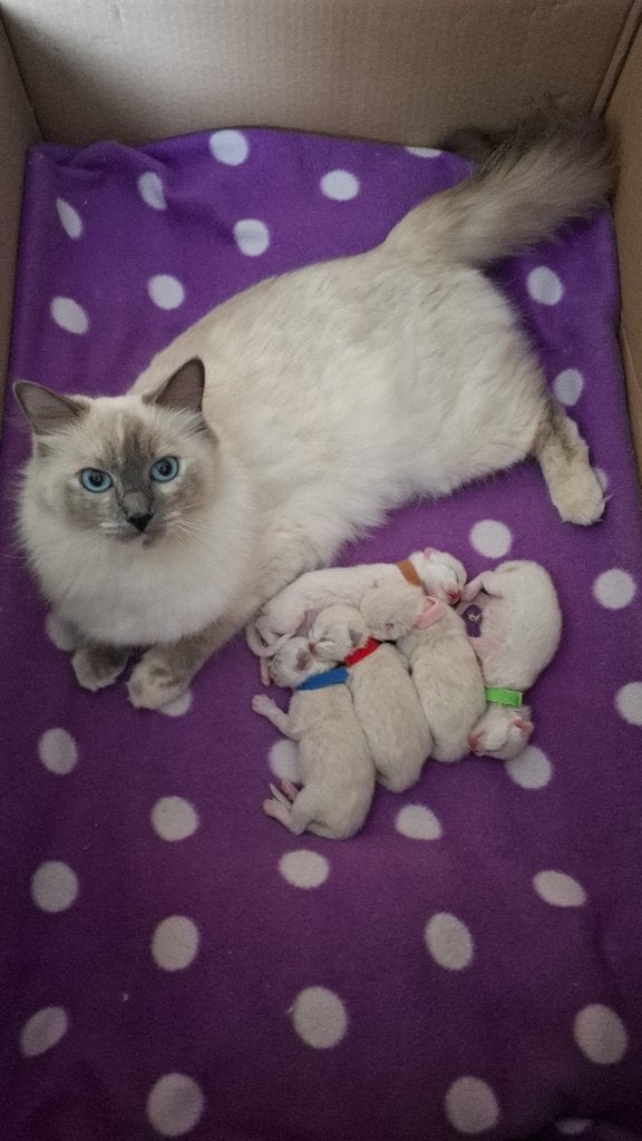 Ragdoll (7/8) x Siberische Boskat kittens (1/8), Meerdere dieren, Gechipt, 0 tot 2 jaar
