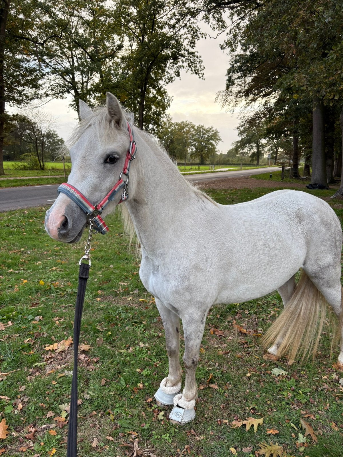 5-jarige Welsh merrie, Merrie, 3 tot 6 jaar