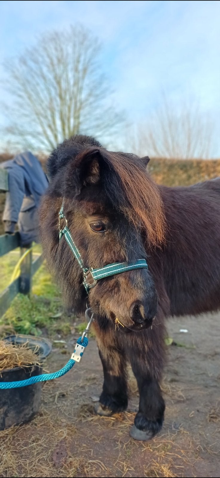 Stalling voor shetlander merrie gezocht, Stalling, 1 paard of pony
