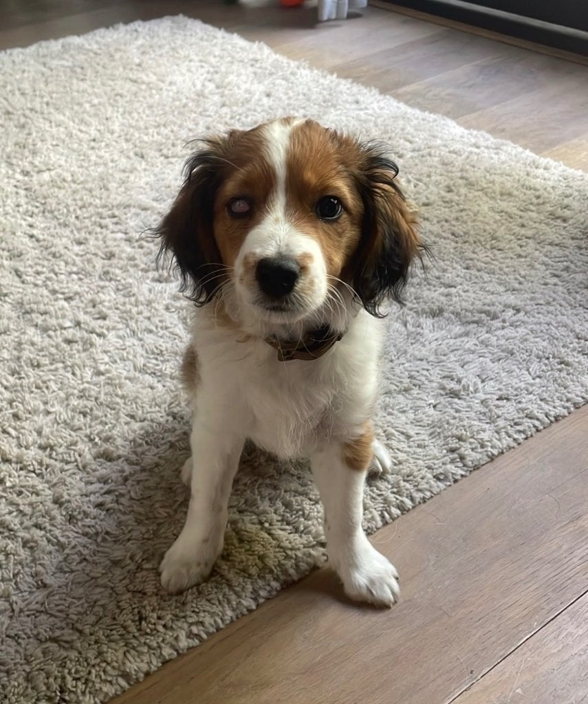 Kooikerhondje pup lees mijn verhaal, Parvo, 8 tot 15 weken, Eén hond, Nederland