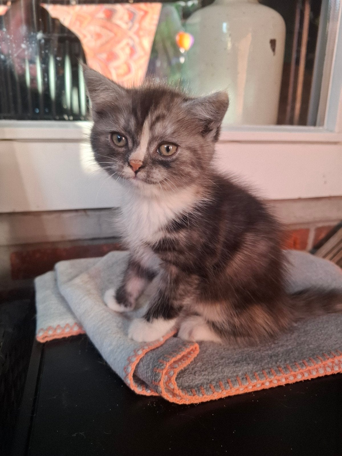 3 kittens, allemaal dames. kruising lapje met witte langhaar, Poes, Kortharig, 0 tot 2 jaar