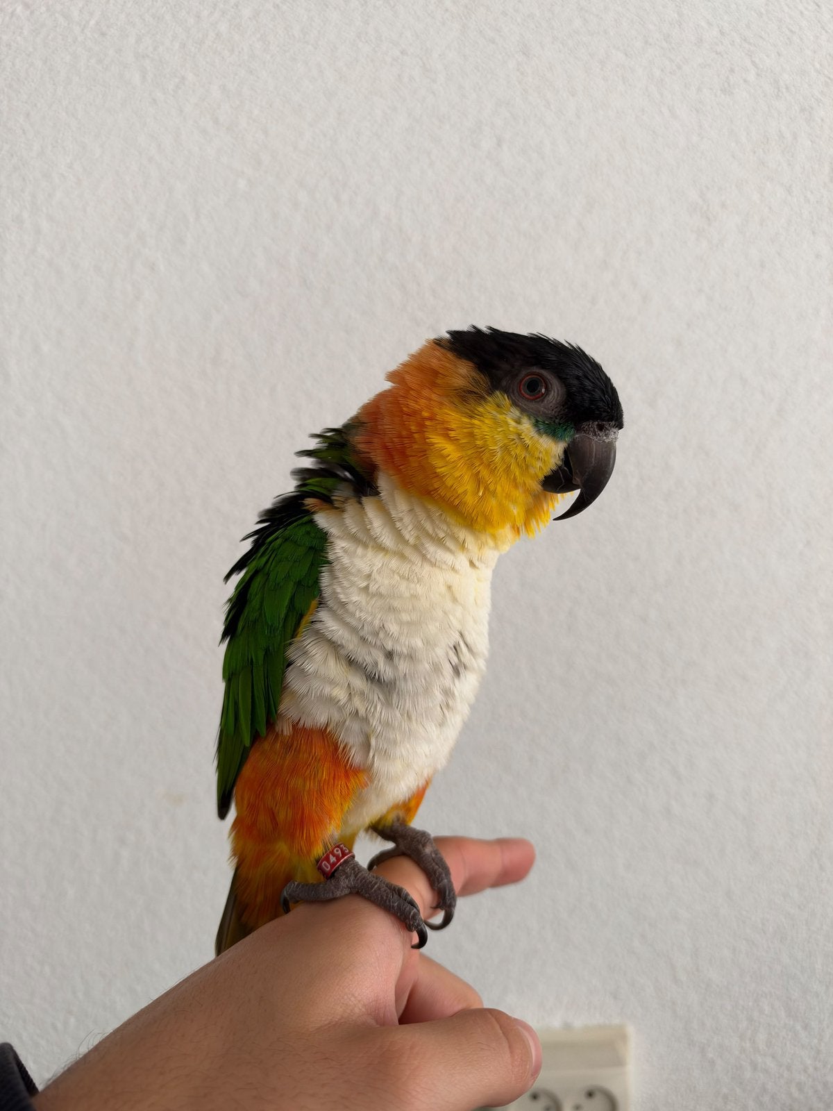 Zwartkop caique, Dieren en Toebehoren