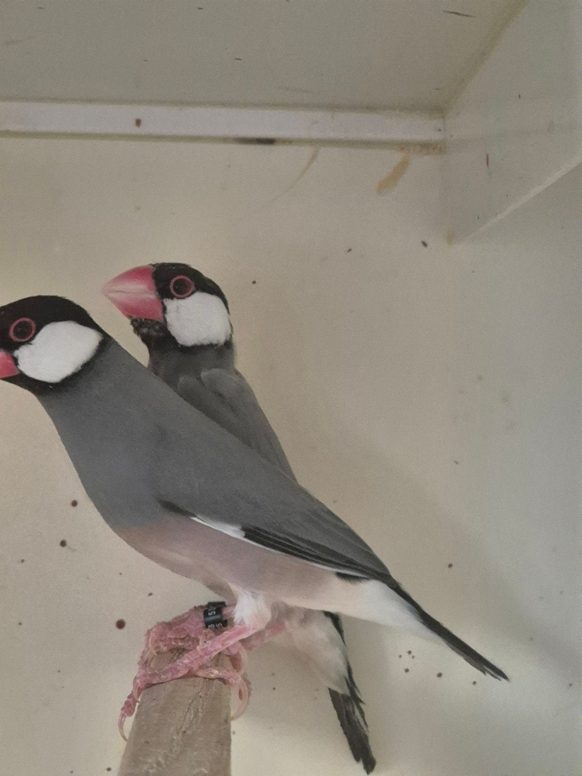 rijstvogels, Dieren en Toebehoren, Vogels | Overige Vogels, Meerdere dieren