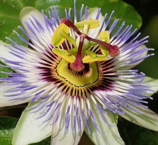 Passiflora zaailingen, Tuin en Terras, Planten | Tuinplanten, Ophalen, Eenjarig, Overige soorten, Volle zon