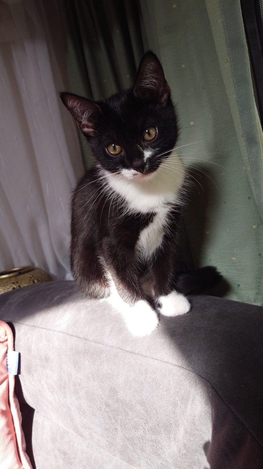 kitten, Dieren en Toebehoren, 0 tot 2 jaar