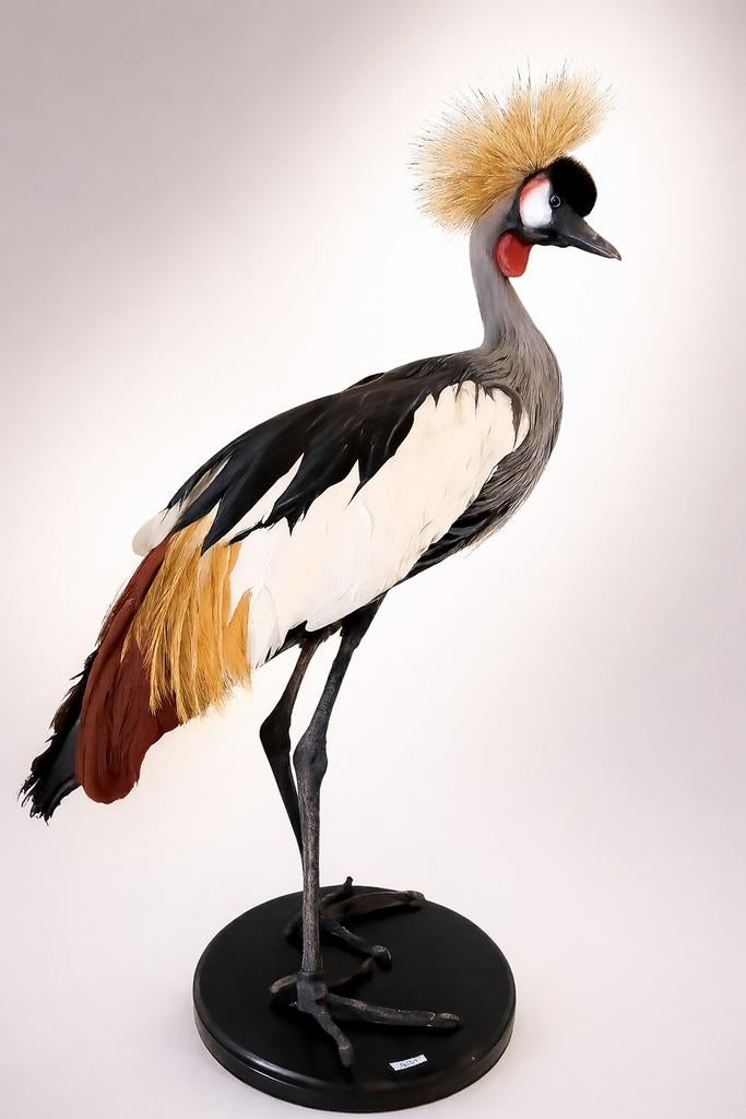 Opgezette kroonkraanvogel., Ophalen, Vogel, Opgezet dier