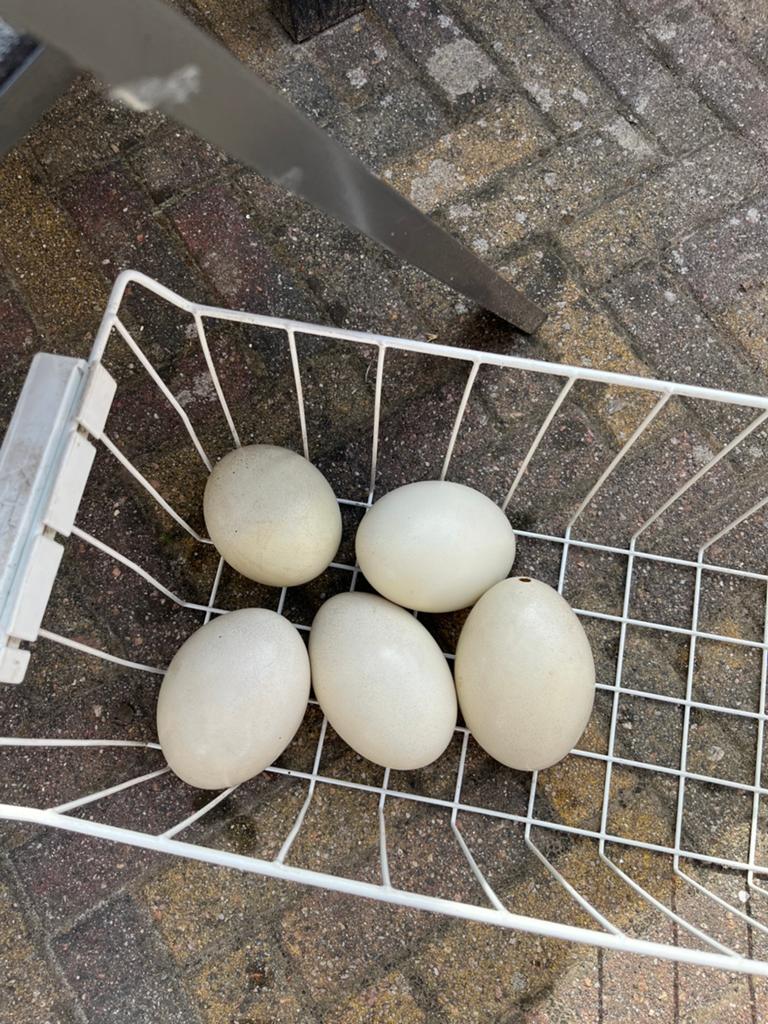 Nandoe eieren ter decoratie, Ophalen, Zo goed als nieuw, Overige typen