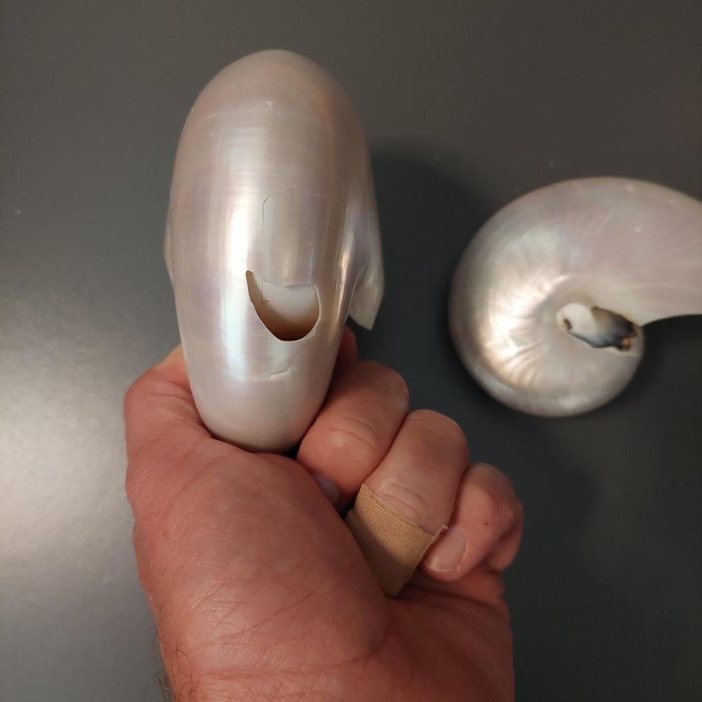 2 gepolijste nautilus schelpen met schade, Ophalen of Verzenden