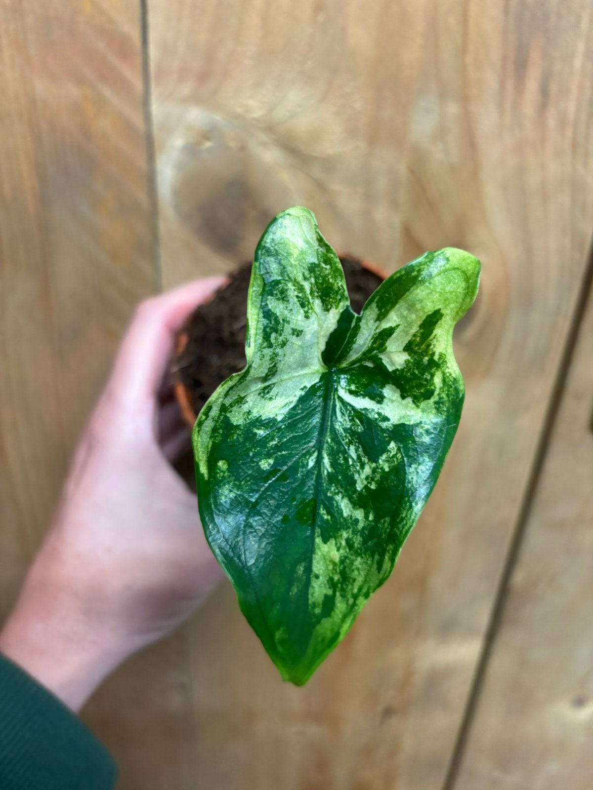 Alocasia tigrina superba variegata plant albo white wit mint, Ophalen of Verzenden, Halfschaduw, Minder dan 100 cm
