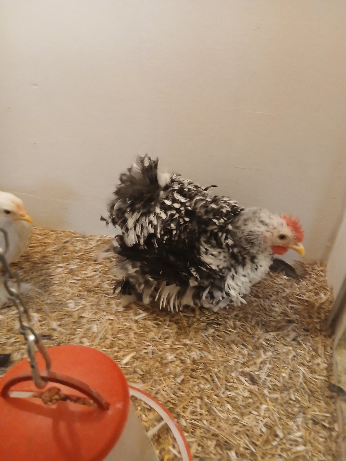 gratis af te halen cochin kriel haantje, Dieren en Toebehoren, Pluimvee, Mannelijk, Kip