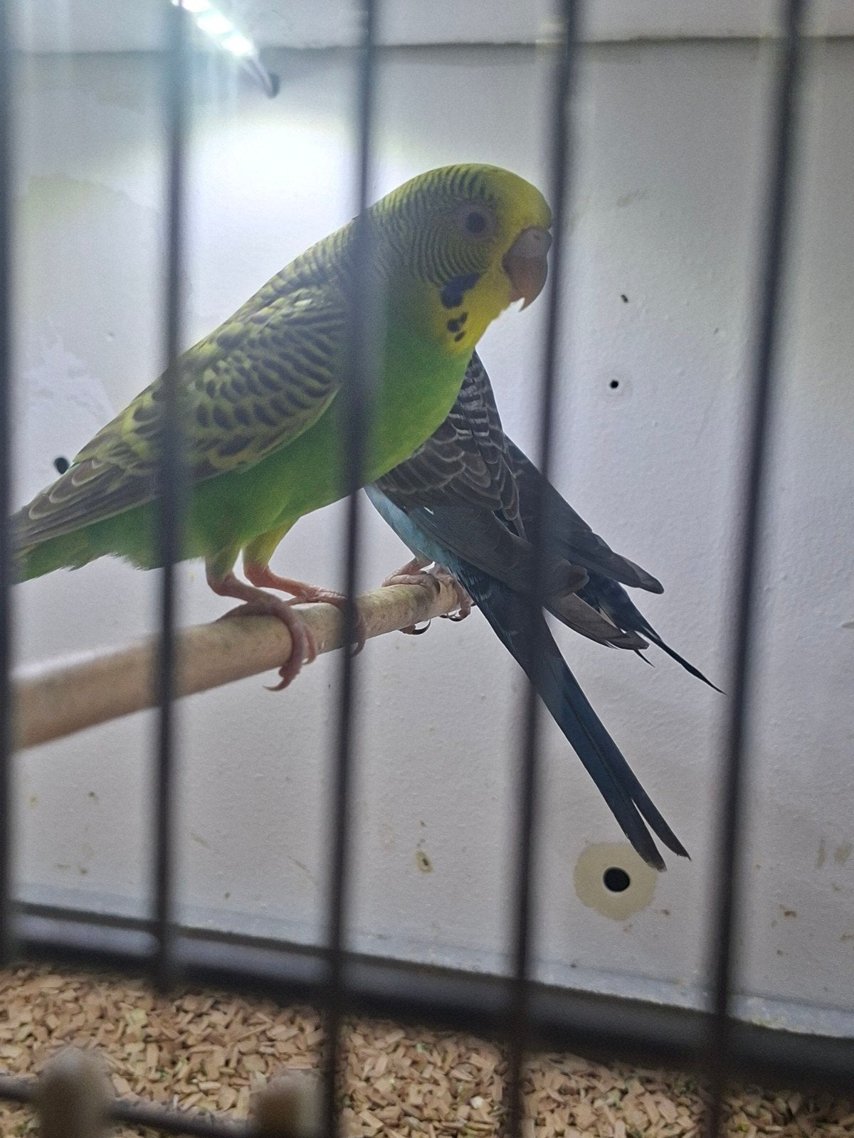 Dunfallow split voor blackface, Dieren en Toebehoren, Vogels | Parkieten en Papegaaien, Mannelijk, Parkiet