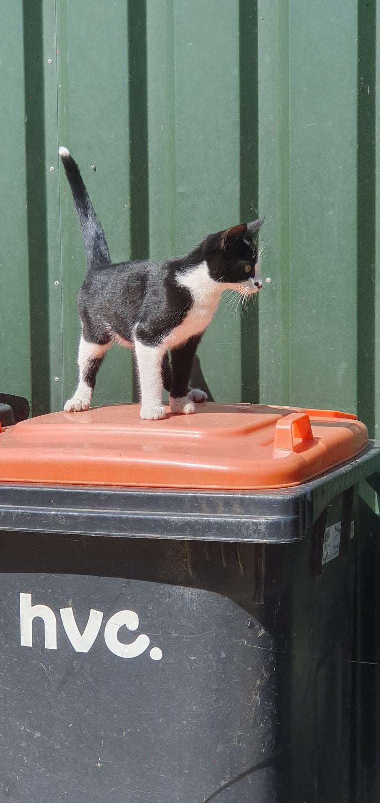Lieve sociale kitten, Dieren en Toebehoren, Poes, Kortharig, 0 tot 2 jaar